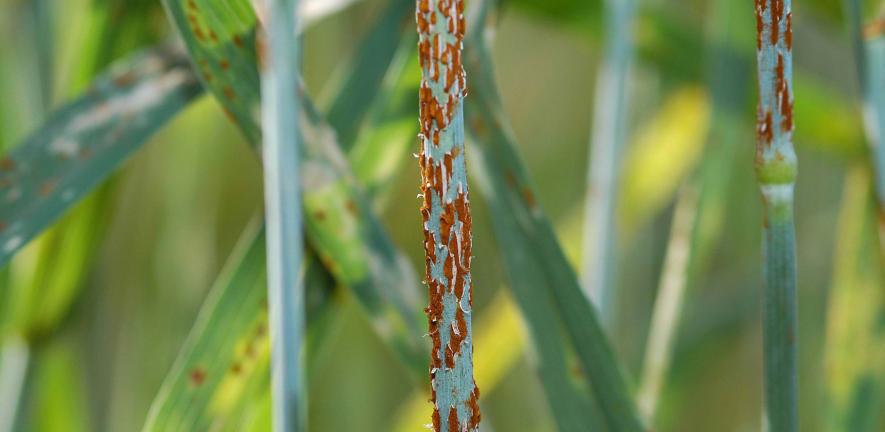stemrustcloseup-yue-jinars-us-dept-of-agriculture