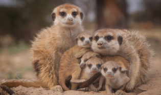 meerkats