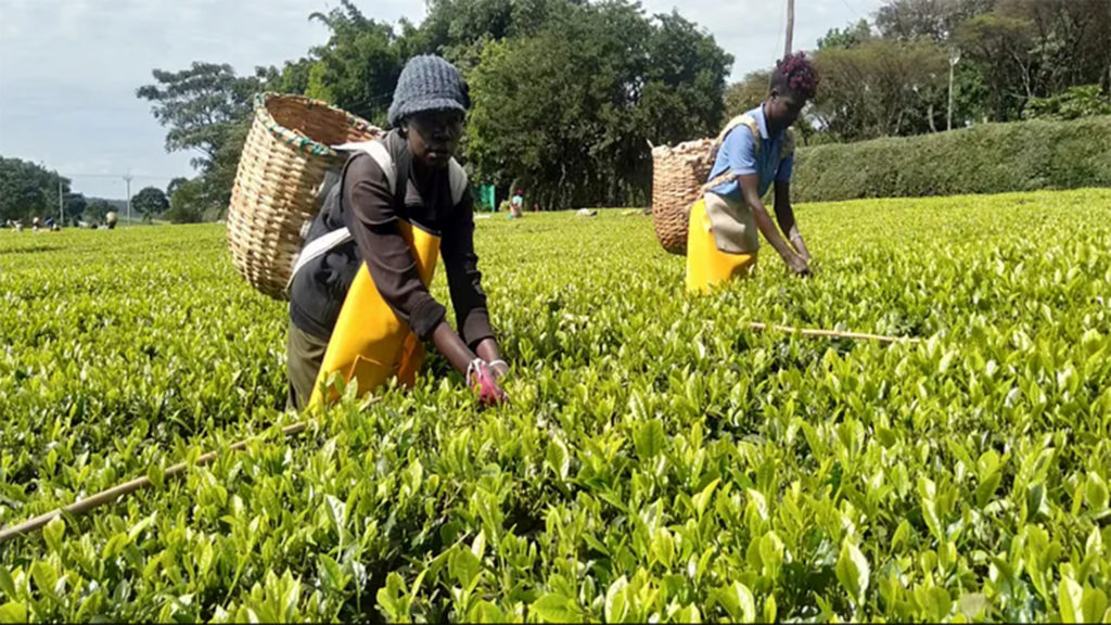 Tea pickers in the Nandi Hills